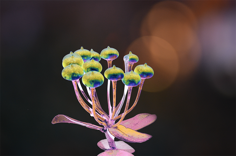 Marcgraviastrum