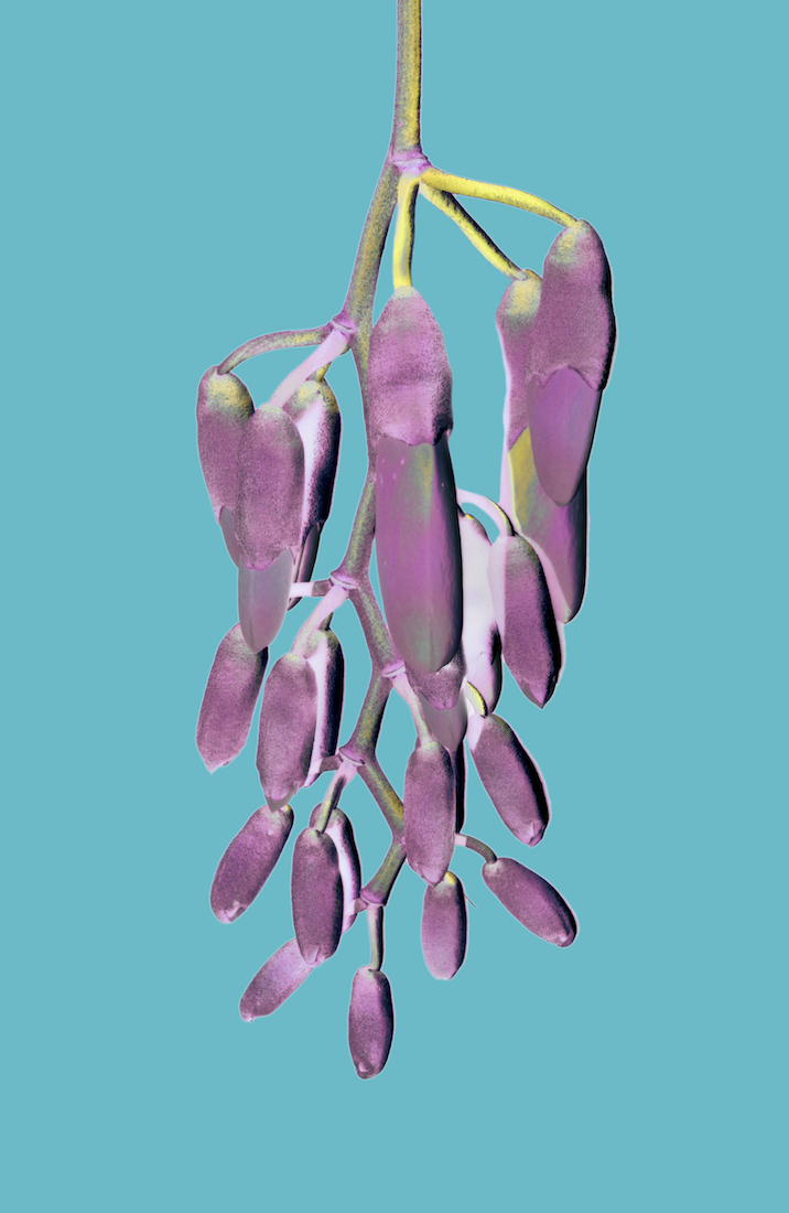 Mucuna
